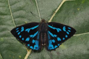Simiskina Masakazui Male Hayashi 2jpg