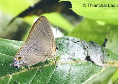 Virachola vietnamica
