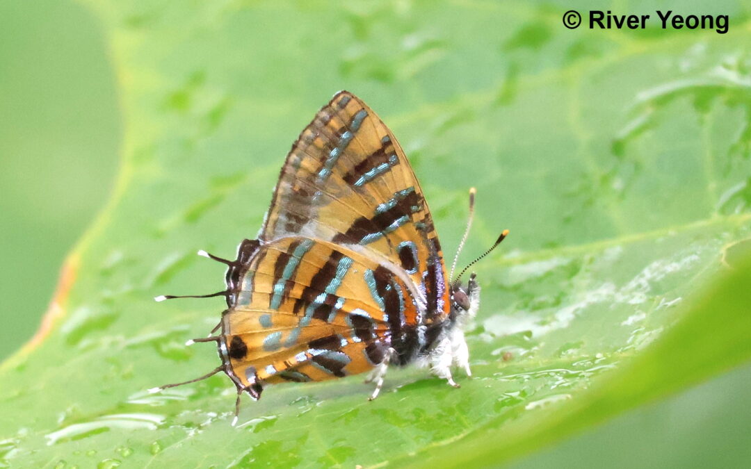 Catapaecilma evansi