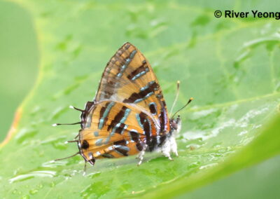 Catapaecilma evansi